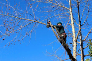 St Catharines tree bylaw